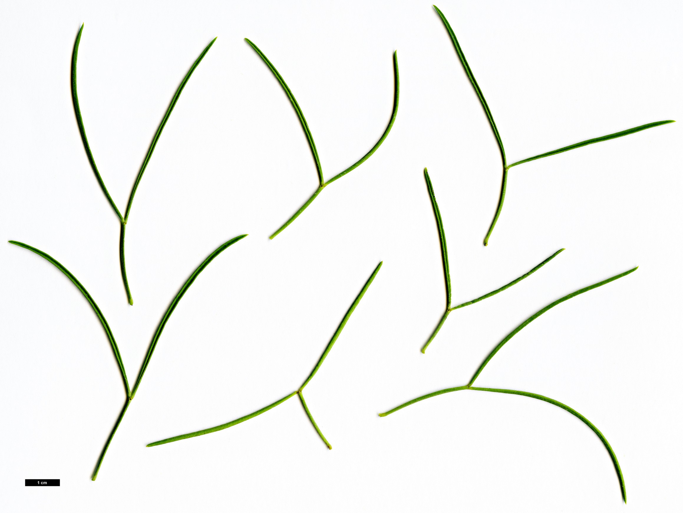 High resolution image: Family: Fabaceae - Genus: Senna - Taxon: artemisioides - SpeciesSub: subsp. filifolia